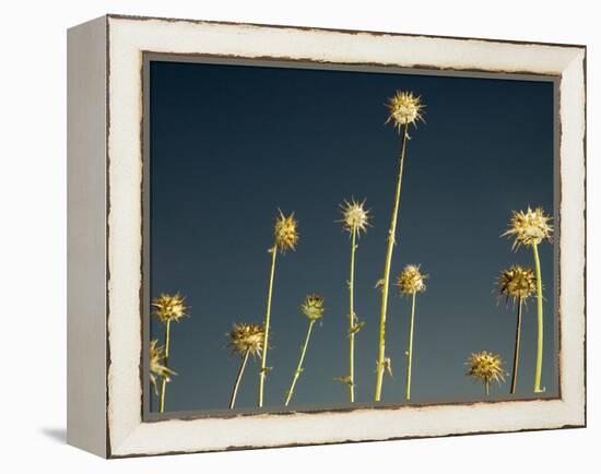 Thistles, Big Sur, California, Usa-Paul Colangelo-Framed Premier Image Canvas