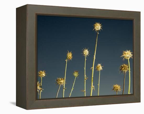 Thistles, Big Sur, California, Usa-Paul Colangelo-Framed Premier Image Canvas