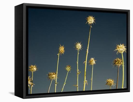 Thistles, Big Sur, California, Usa-Paul Colangelo-Framed Premier Image Canvas