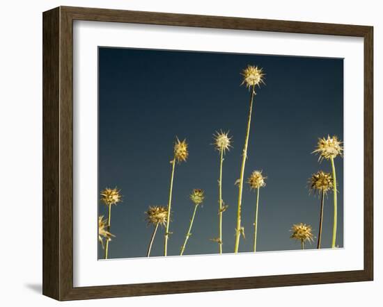 Thistles, Big Sur, California, Usa-Paul Colangelo-Framed Photographic Print