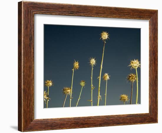 Thistles, Big Sur, California, Usa-Paul Colangelo-Framed Photographic Print