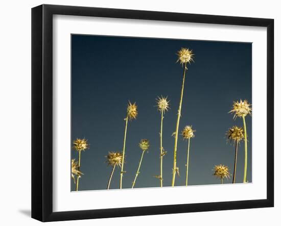 Thistles, Big Sur, California, Usa-Paul Colangelo-Framed Photographic Print