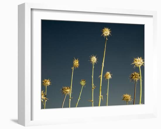 Thistles, Big Sur, California, Usa-Paul Colangelo-Framed Photographic Print