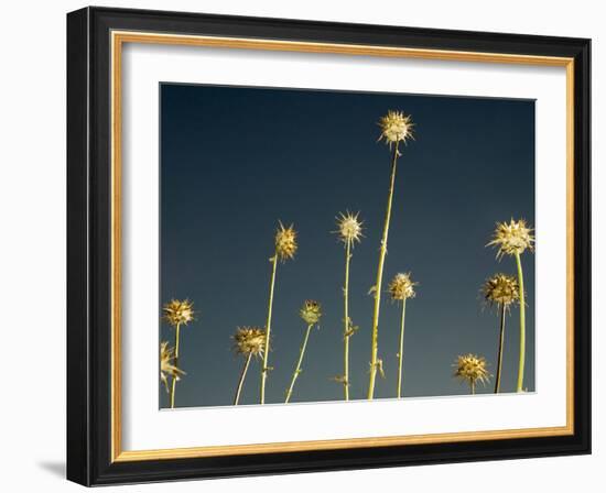 Thistles, Big Sur, California, Usa-Paul Colangelo-Framed Photographic Print