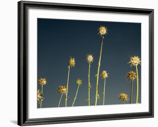 Thistles, Big Sur, California, Usa-Paul Colangelo-Framed Photographic Print