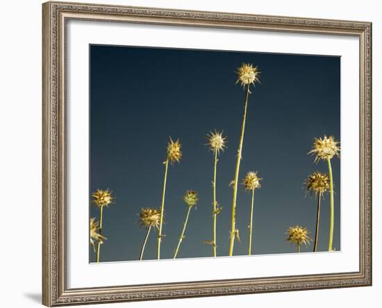 Thistles, Big Sur, California, Usa-Paul Colangelo-Framed Photographic Print