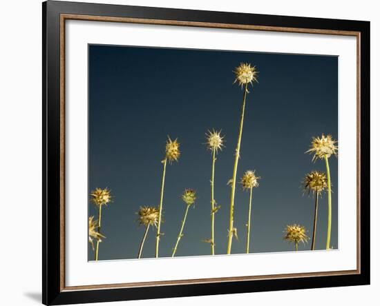 Thistles, Big Sur, California, Usa-Paul Colangelo-Framed Photographic Print