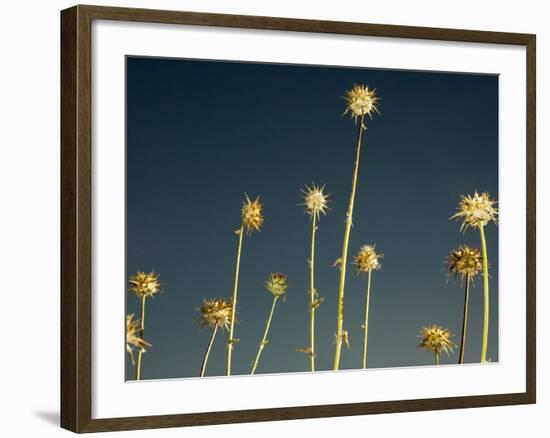 Thistles, Big Sur, California, Usa-Paul Colangelo-Framed Photographic Print