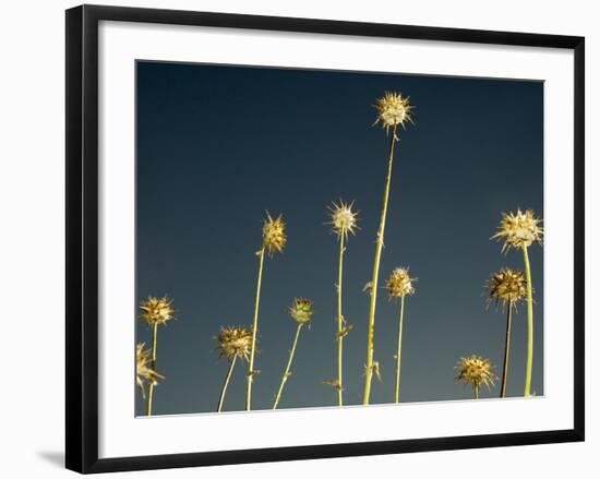 Thistles, Big Sur, California, Usa-Paul Colangelo-Framed Photographic Print