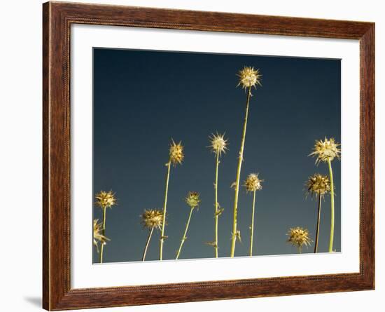 Thistles, Big Sur, California, Usa-Paul Colangelo-Framed Photographic Print