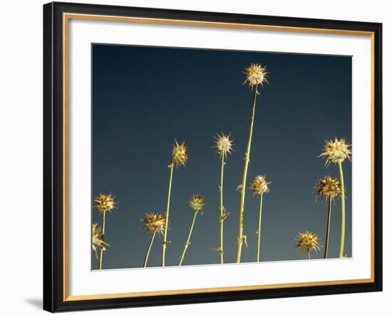 Thistles, Big Sur, California, Usa-Paul Colangelo-Framed Photographic Print