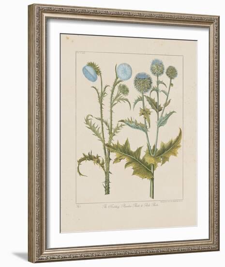 Thistles-Basilius Besler-Framed Giclee Print