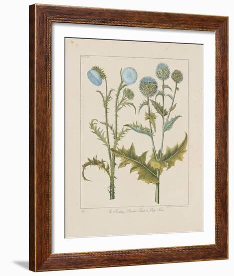 Thistles-Basilius Besler-Framed Giclee Print