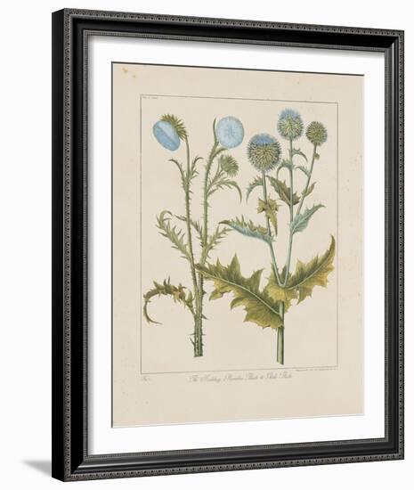 Thistles-Basilius Besler-Framed Giclee Print