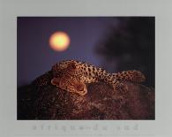Leopard with Rising Moon-Thom-Mounted Art Print