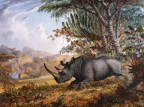 The Black Rhinoceros Charging-Thomas Baines-Photographic Print