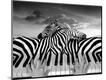 Premium Giclee Print