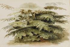 A Study of a Cedar Tree at Merton, 1802 (Watercolour, Graphite)-Thomas Baxter-Premier Image Canvas