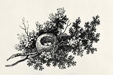 The Carrion Crow, Illustration from 'The History of British Birds' by Thomas Bewick, First…-Thomas Bewick-Giclee Print