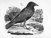 The Carrion Crow, Illustration from 'The History of British Birds' by Thomas Bewick, First…-Thomas Bewick-Framed Giclee Print