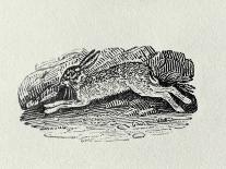 The Hare from 'History of British Birds and Quadrupeds' (Engraving)-Thomas Bewick-Giclee Print