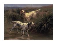 English Setters in a Marshland-Thomas Blinks-Art Print