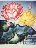 Thornton: Lotus Flower-Thomas Burke-Framed Giclee Print