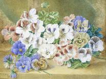 Still Life of Pansies and Pelargoniums-Thomas Collier-Giclee Print