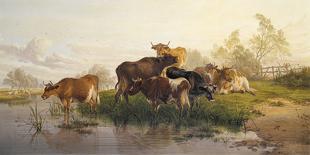 Cows in the Water Meadows-Thomas Cooper-Giclee Print