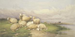Sheep in the Water Meadows-Thomas Cooper-Laminated Giclee Print