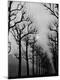 Photographic Print