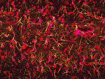 Synapse Nerve Junction, TEM-Thomas Deerinck-Premium Photographic Print