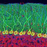 Synapse Nerve Junction, TEM-Thomas Deerinck-Framed Premier Image Canvas