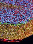 Synapse Nerve Junction, TEM-Thomas Deerinck-Framed Photographic Print