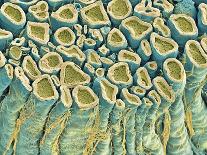 Glial Cells-Thomas Deerinck-Photographic Print