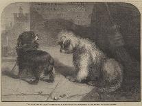 West Highland Terrier II-Thomas Earl-Premium Giclee Print