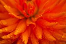 Michaelmas Daisy, Chrysanthemum, Blossom, Close-Up-Thomas Ebelt-Photographic Print