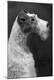 Premium Photographic Print