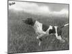 Photographic Print