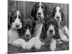 Photographic Print