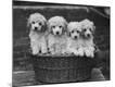 Photographic Print