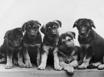 Six of the Puppies are Crowded in the Basket the Seventh is the Clever One as He Sits Outside It-Thomas Fall-Photographic Print