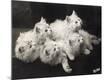 Photographic Print