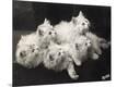 Photographic Print