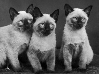 Black And White Siamese Cats