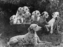 Six of the Puppies are Crowded in the Basket the Seventh is the Clever One as He Sits Outside It-Thomas Fall-Photographic Print