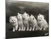 Premium Photographic Print