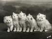 Photographic Print