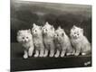 Photographic Print