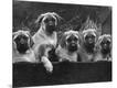 Photographic Print